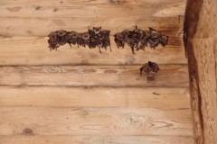 Letní kolonie netopýra velkého na půdě zámku Dobříš.