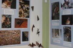 Výstava o netopýrech v Žihobcích.
